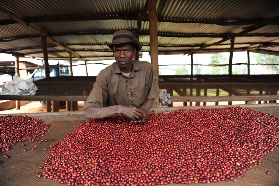 Man in Rwanda sorting coffee cherries