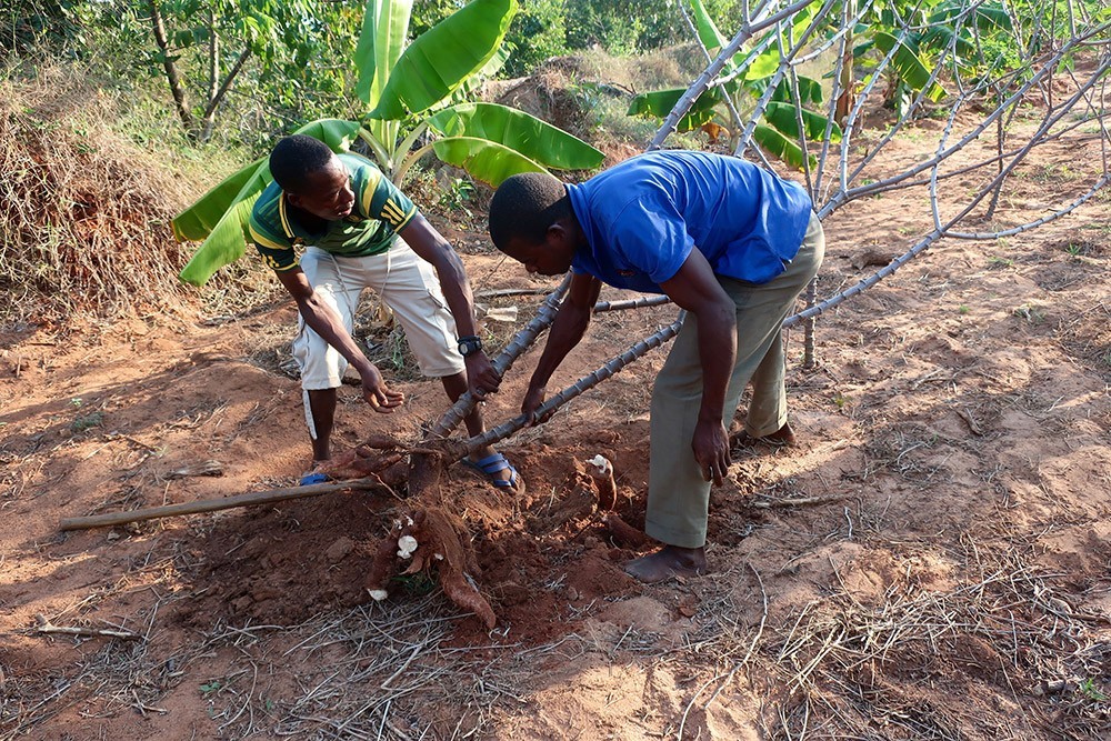 Men harvesting cassava in Tanzania