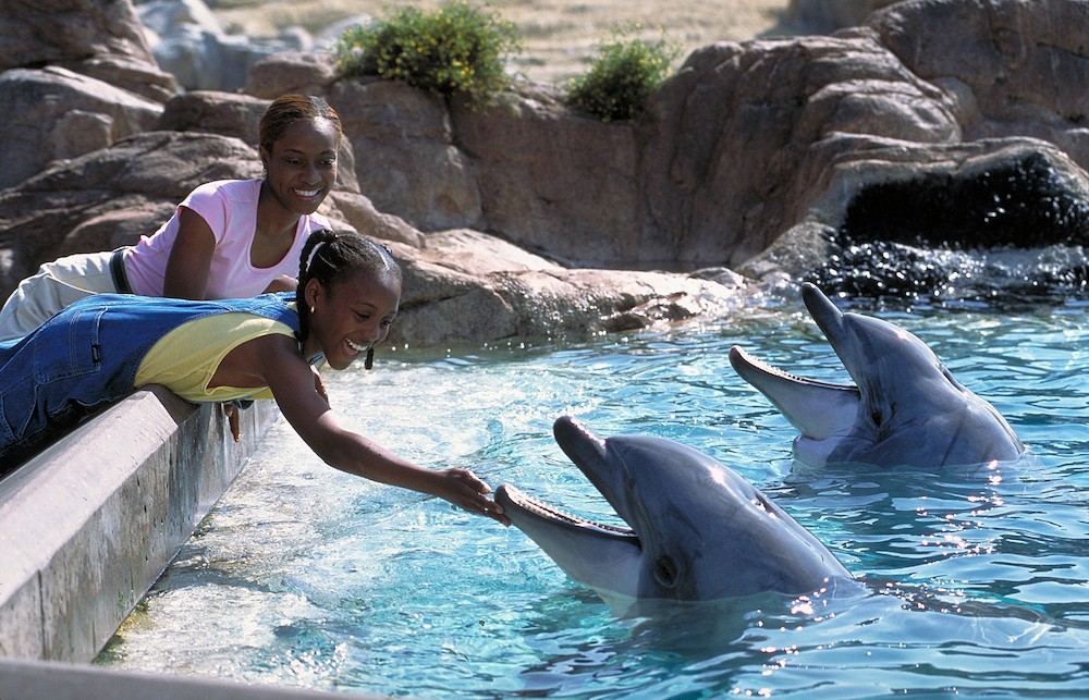 SD Girls Feeding Dolphins  Courtesy SeaWorld