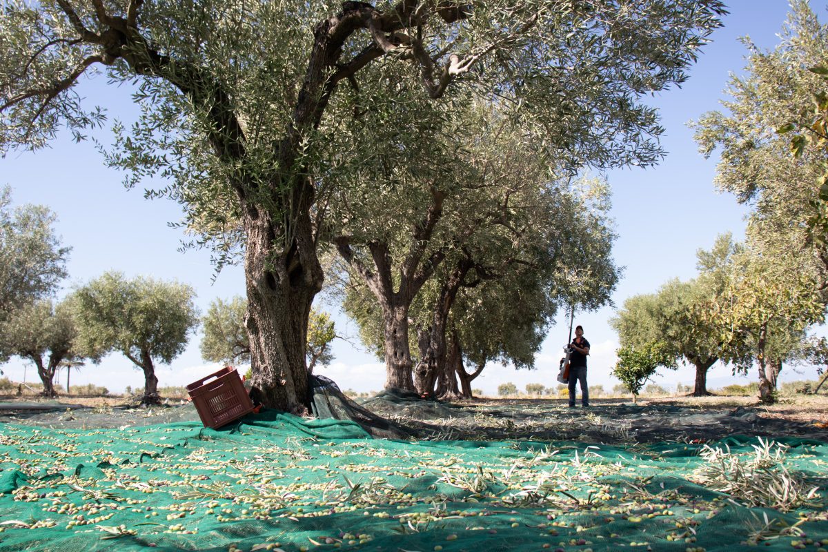 EXAU 2019 olive harvest