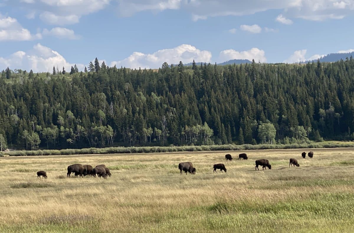 Bison in Grand Tetons, Wyoming National Parks