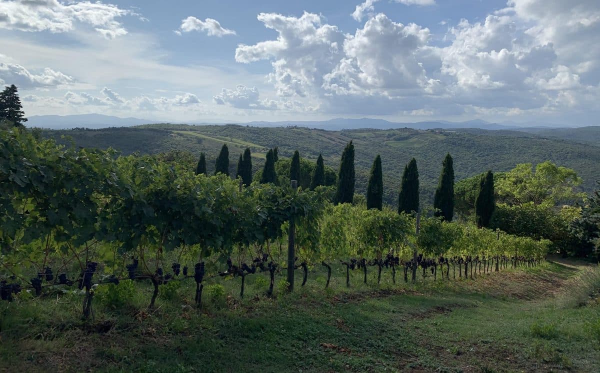 Il Palazzone vineyards on Tuscany, Italy