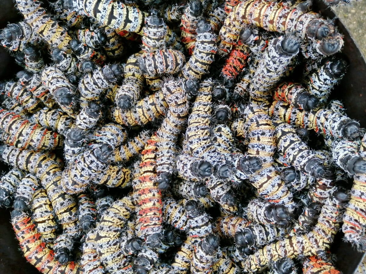 Harvested mopani worms