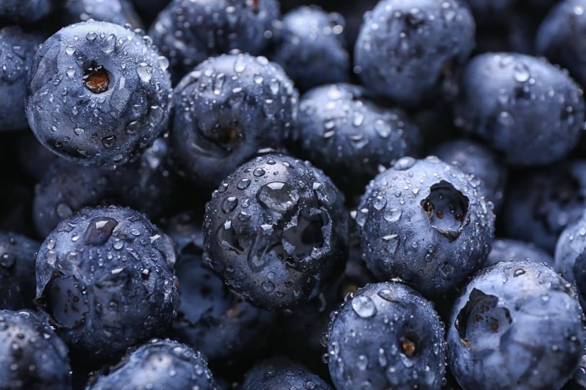 Blueberry Recipes for summer